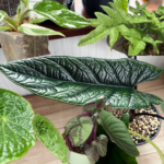 観葉植物の成長期