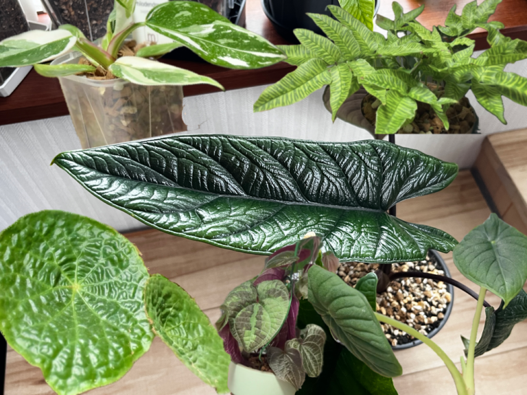 観葉植物の成長期